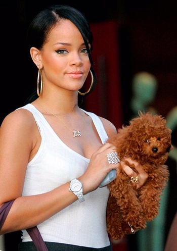 микро пудель