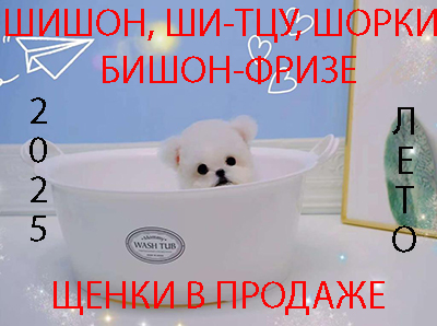 посмотреть всех щенков в продаже