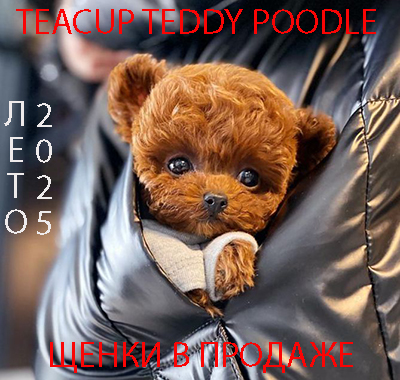 посмотреть всех щенков в продаже