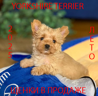 посмотреть всех щенков в продаже