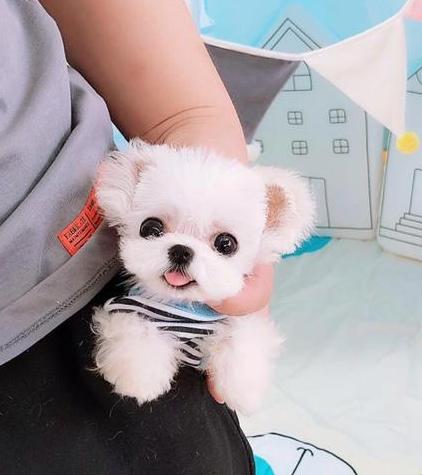 тедди пудель