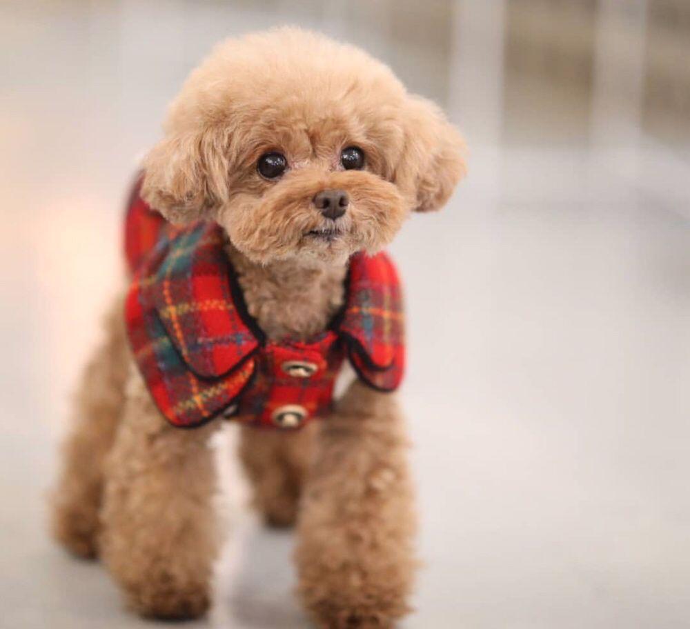 тедди пудель