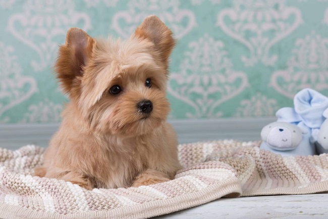 купить щенка голддаст йорка