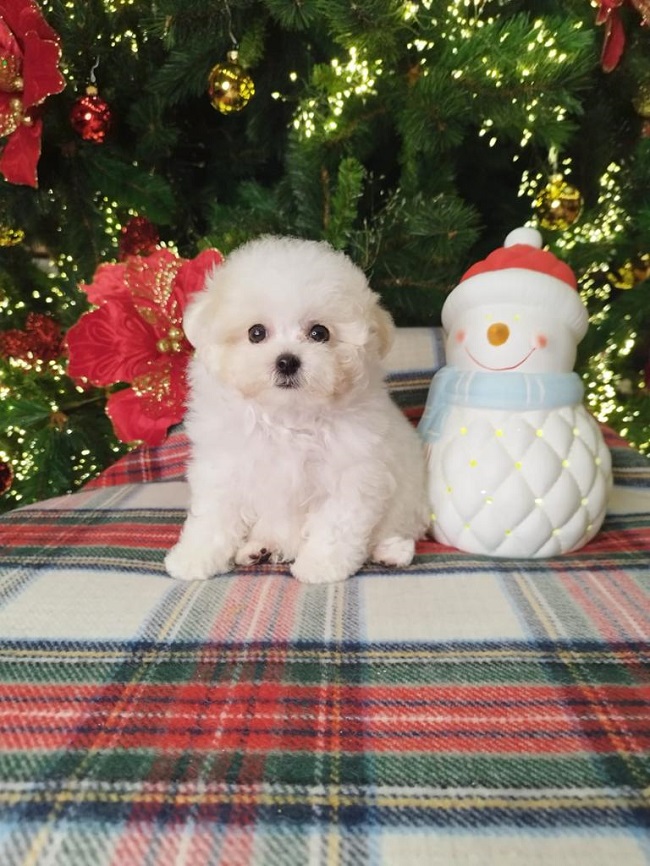 купить щенка бишон-фризе