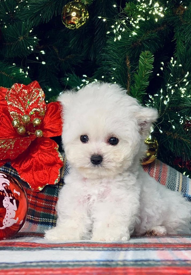 купить щенка бишон-фризе