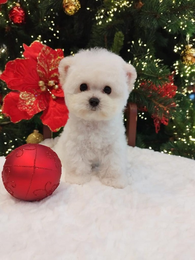 купить щенка бишон-фризе