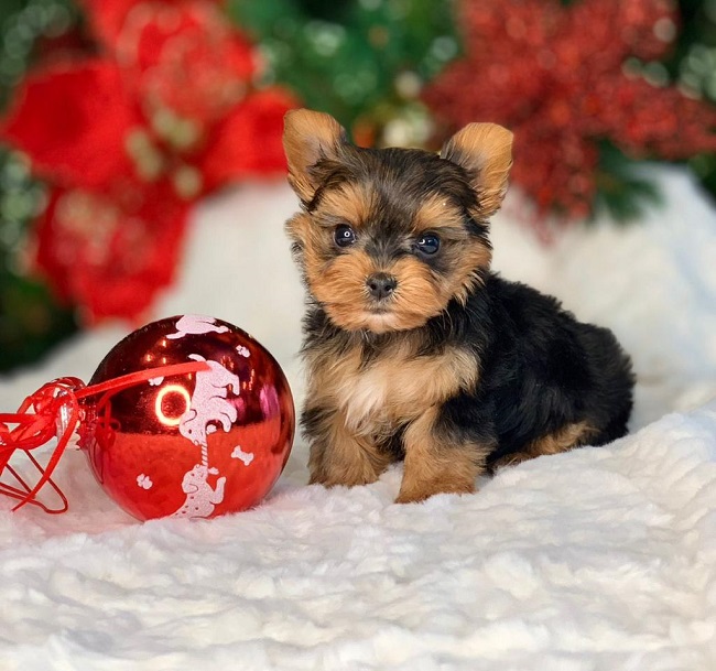 купить йорка в питомнике