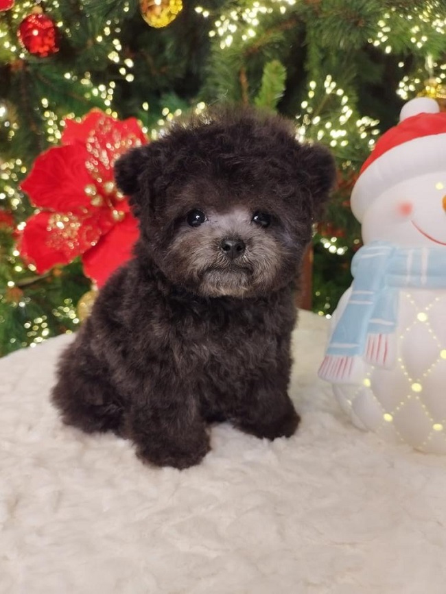 тедди пудель