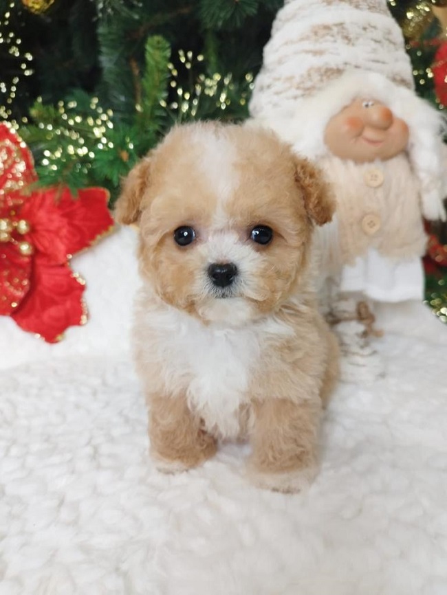 тедди пудель