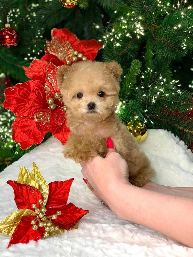 тедди пудель