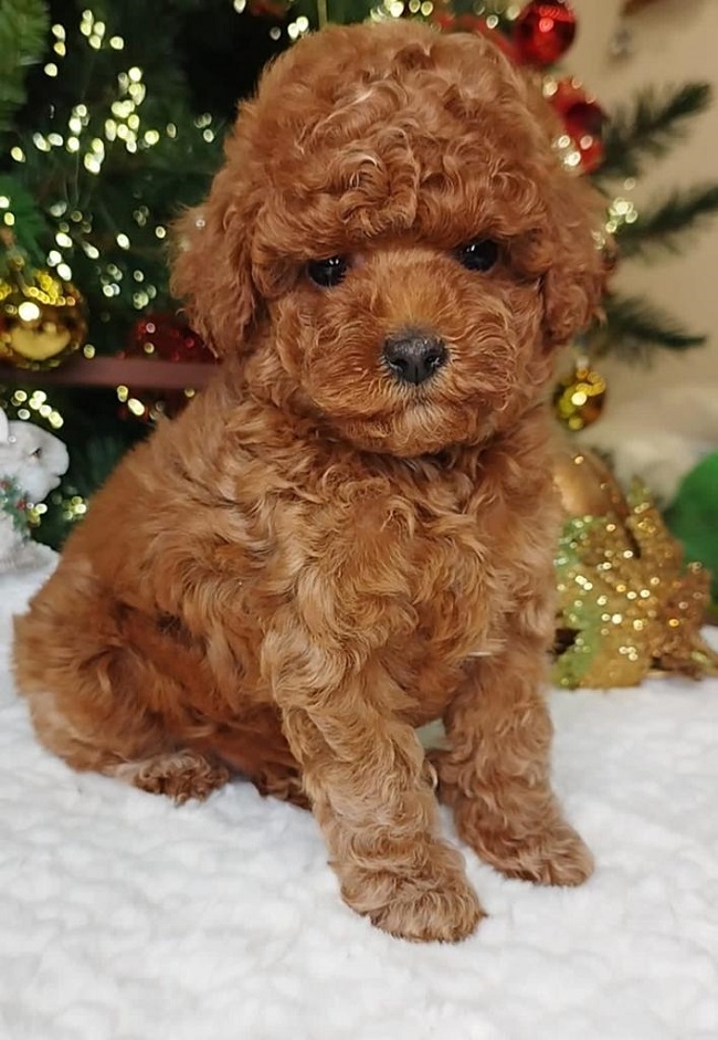 тедди пудель