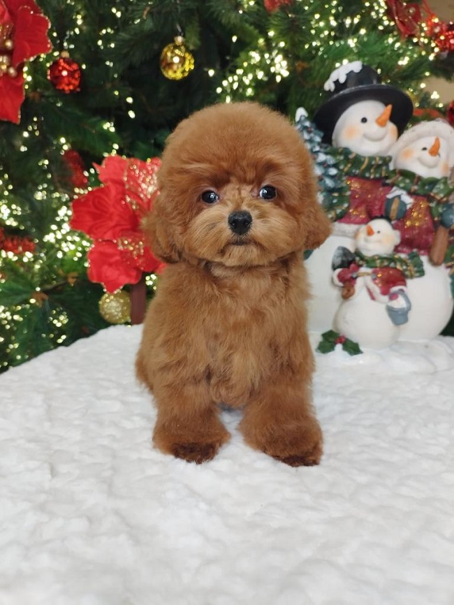 тедди пудель