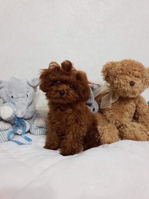 микро пудель