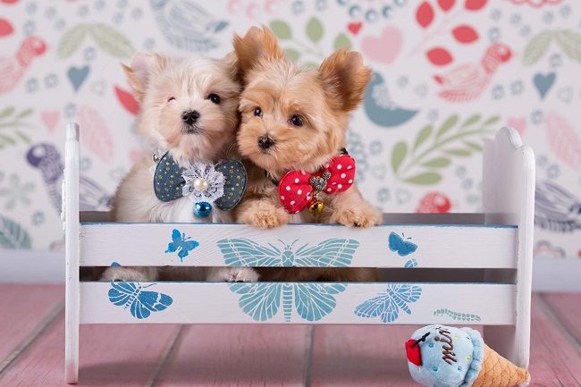 йоркширский терьер