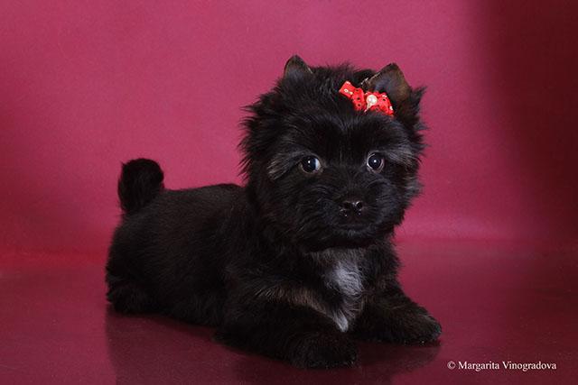 купить йорка в питомнике