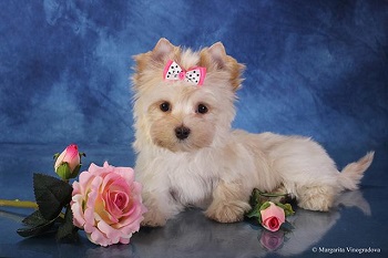 йоркширский терьер