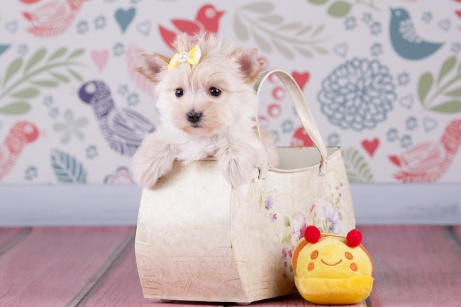 йоркширский терьер