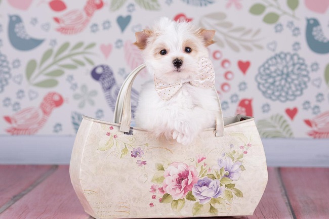 йоркширский терьер