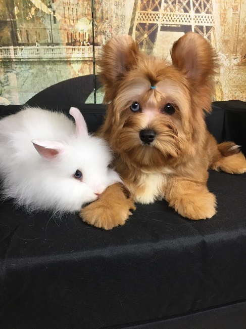 купить йорка в питомнике