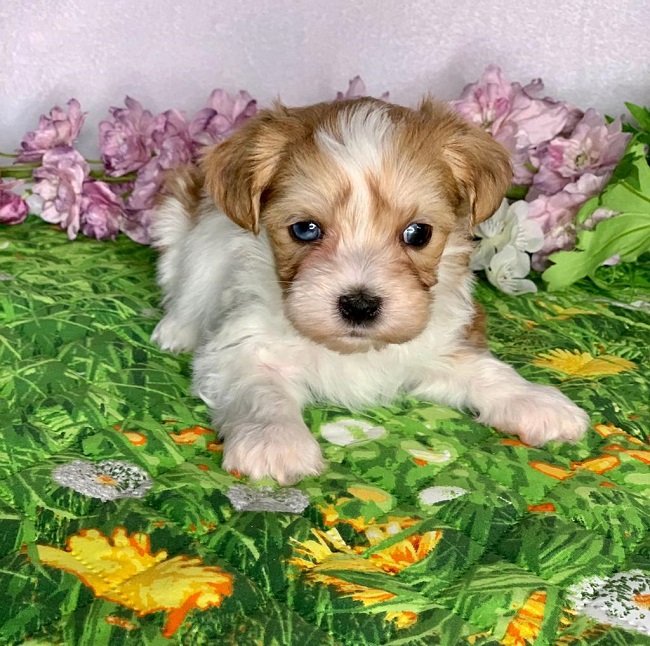 купить йорка в питомнике