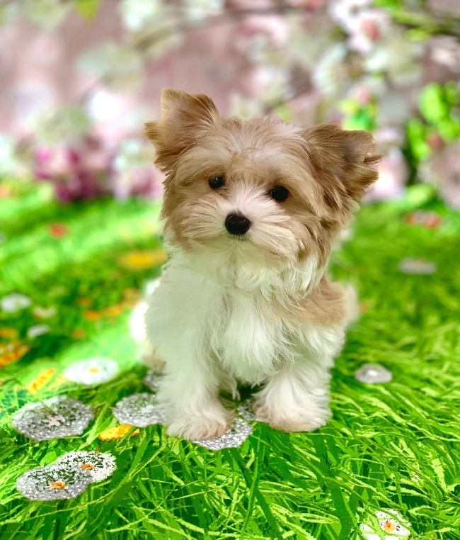 купить йорка в питомнике