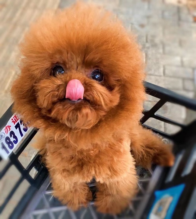 тедди пудель