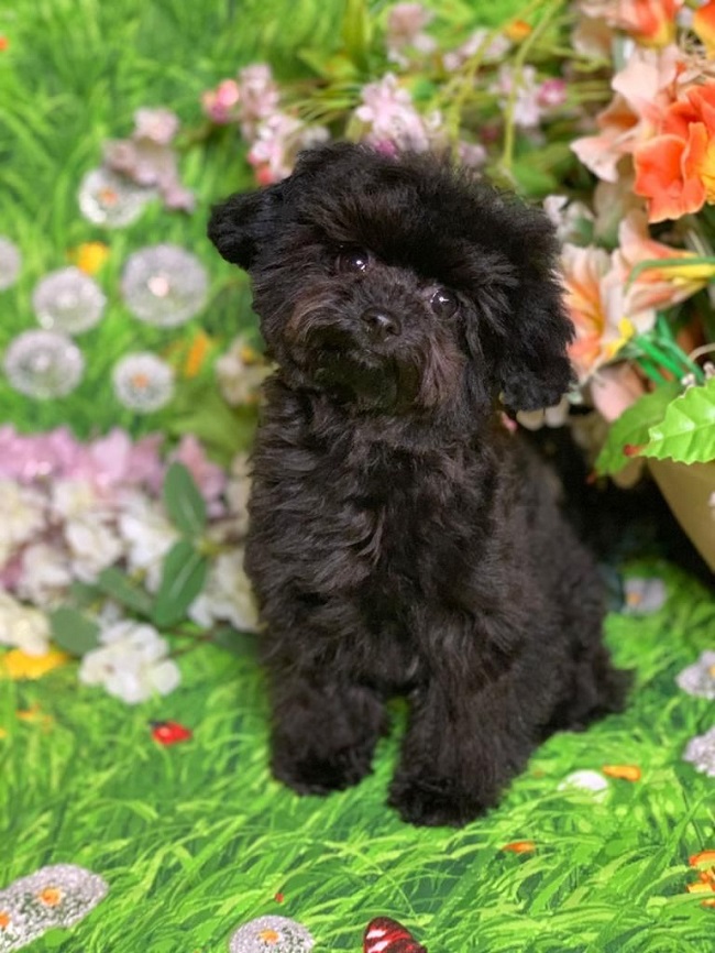 тедди пудель