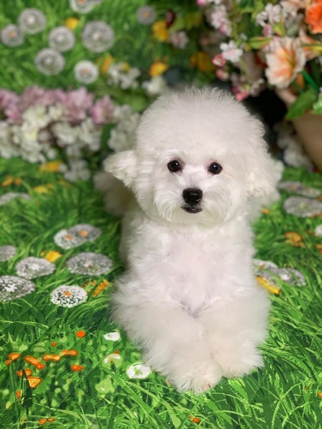 тедди пудель