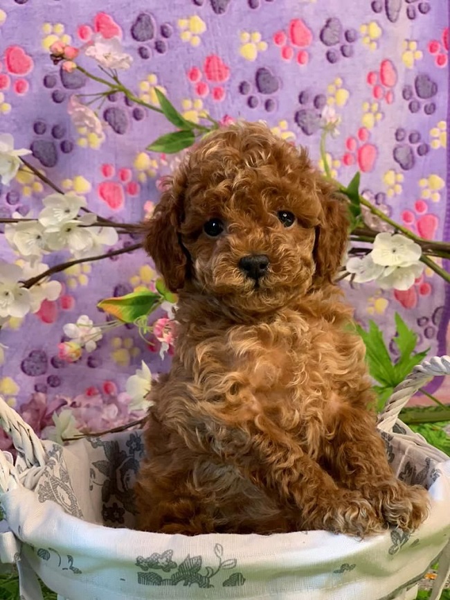 тедди пудель