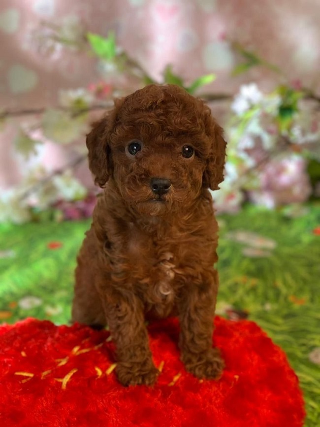 тедди пудель