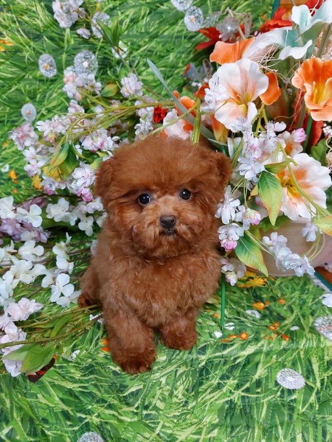 тедди пудель