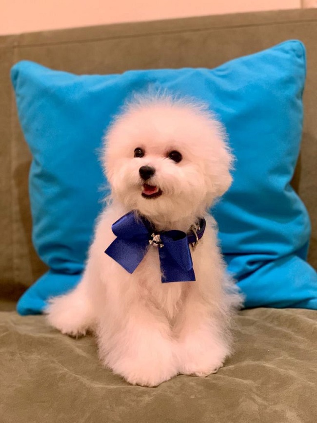 тедди пудель