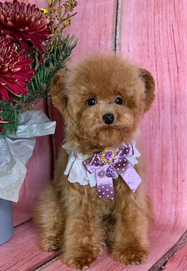 тедди пудель