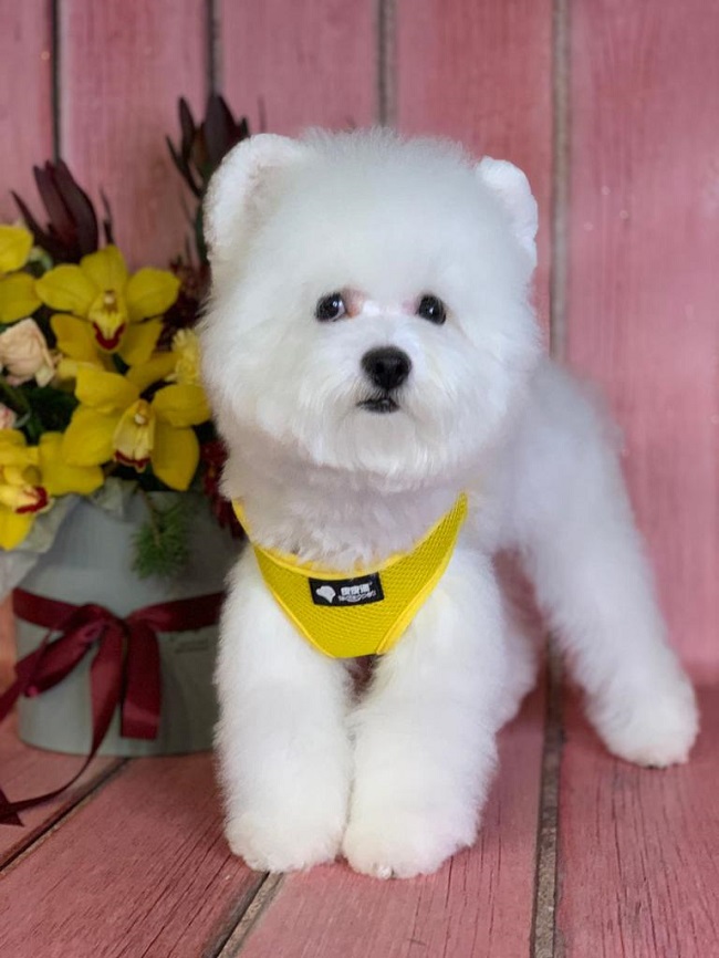 купить щенка бишон-фризе