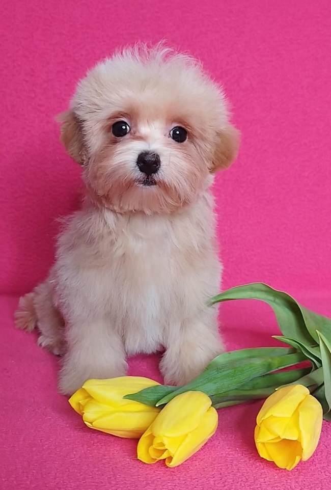 тедди пудель