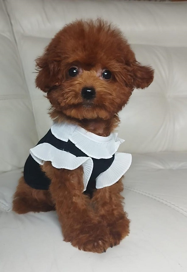 тедди пудель