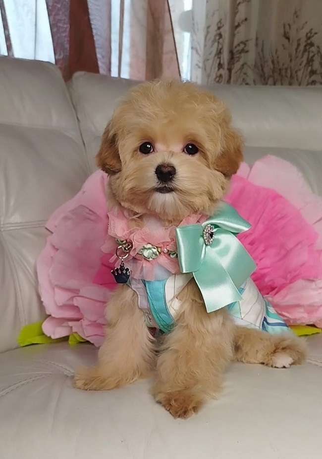 тедди пудель