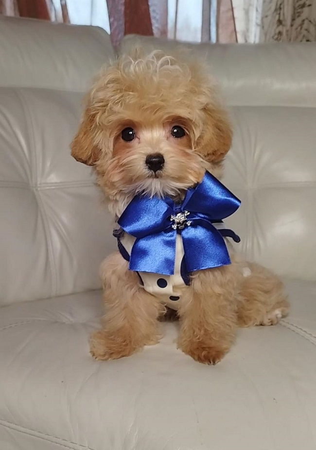 тедди пудель