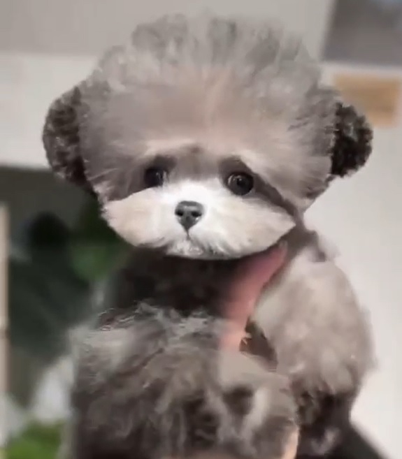 тедди пудель