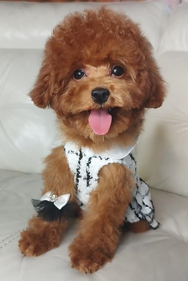 тедди пудель