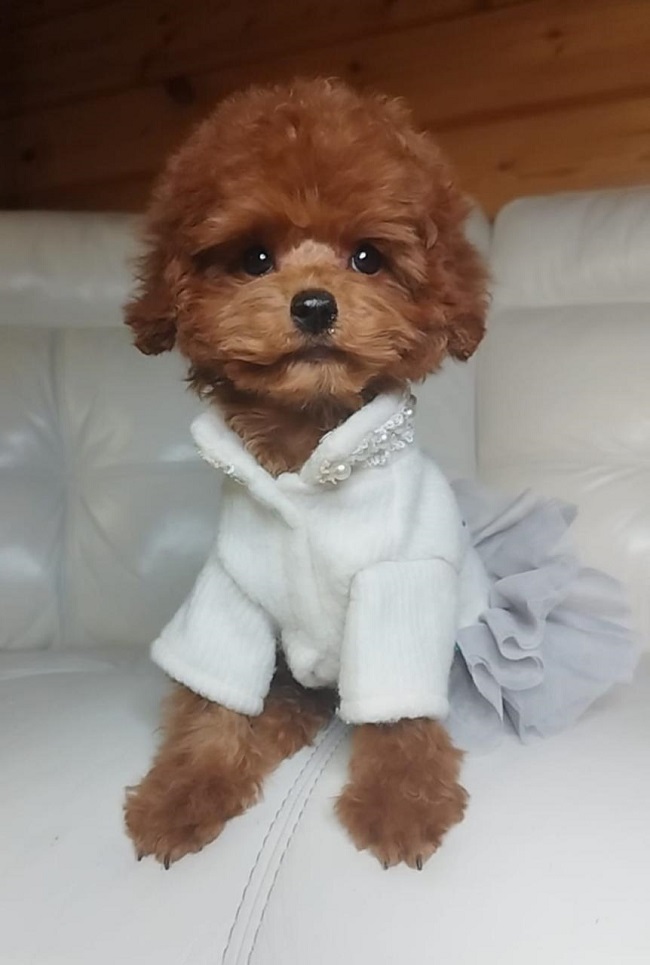 тедди пудель