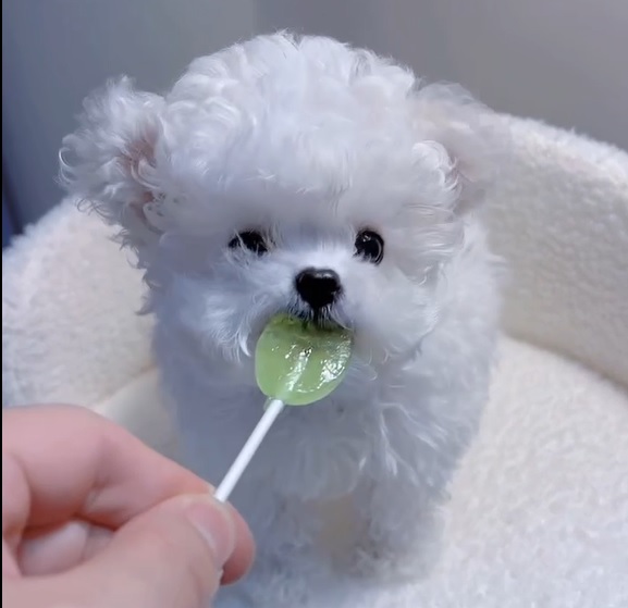 тедди пудель