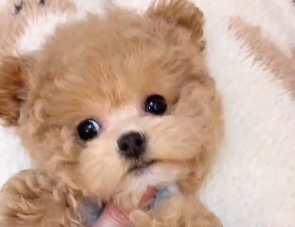 тедди пудель