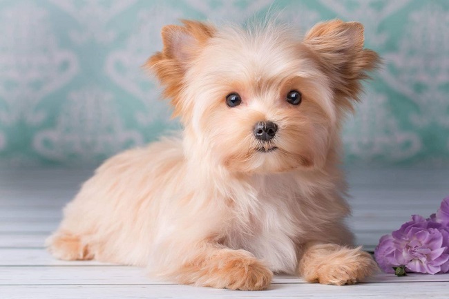 купить щенка голддаст йорка