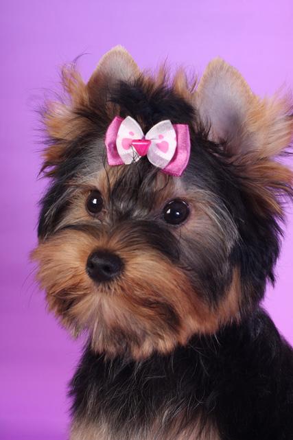 йоркширский терьер