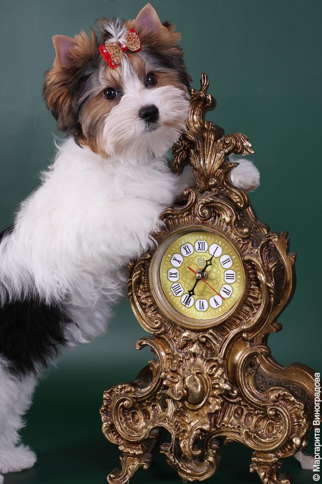 купить щенка бивер йорка в питомнике Москва