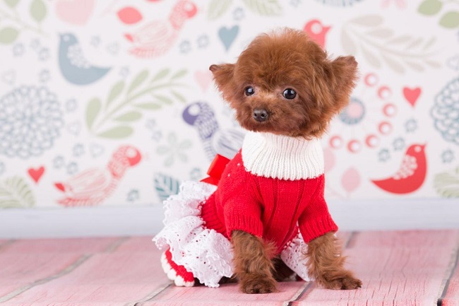 микро пудель