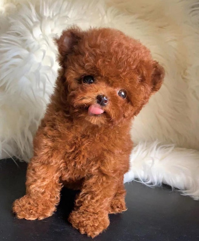 микро пудель