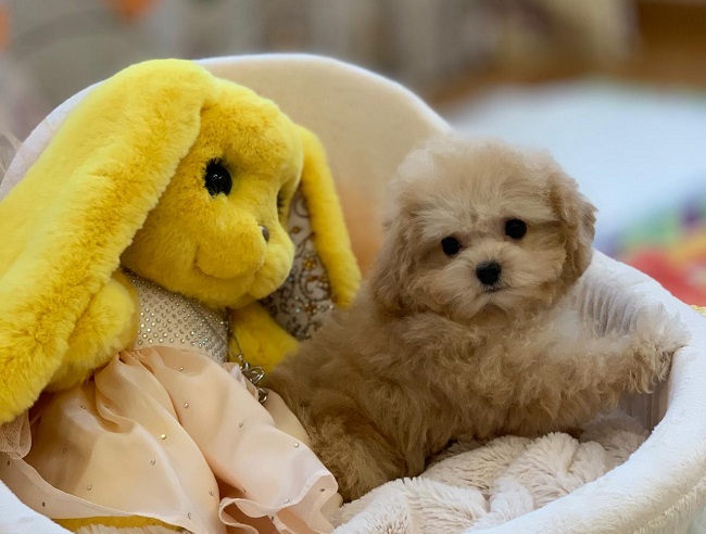 микро пудель