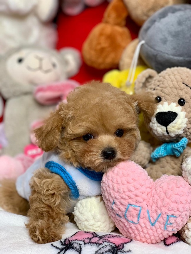 микро пудель